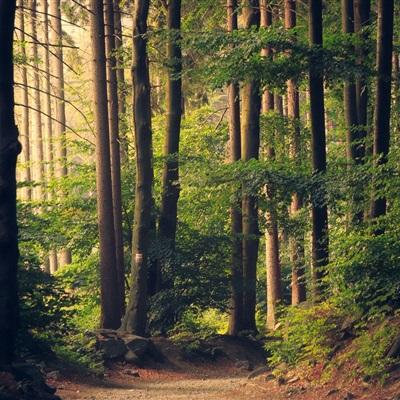 998娱乐彩票安卓APPapp下载